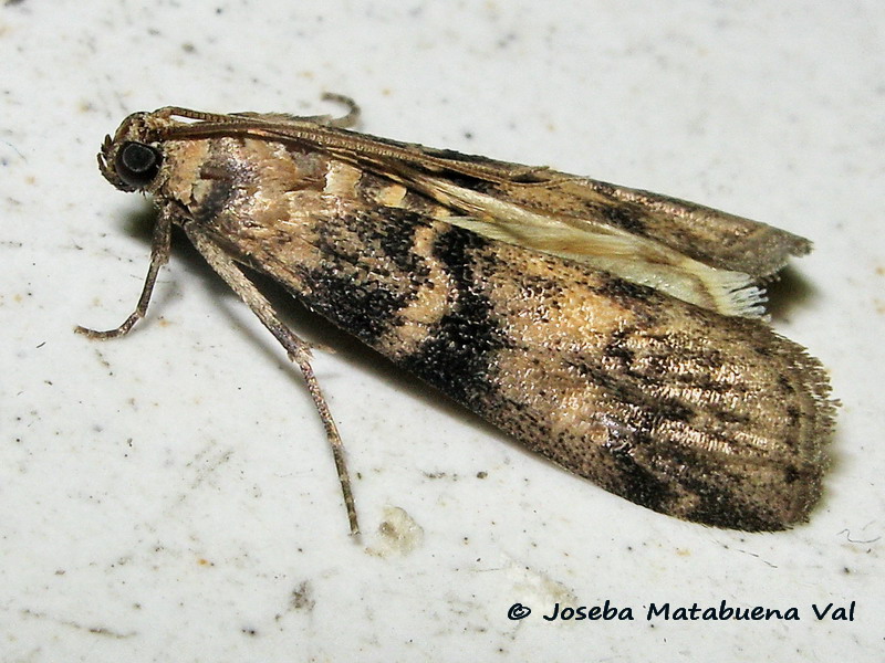 Euzophera pinguis - Pyralidae
